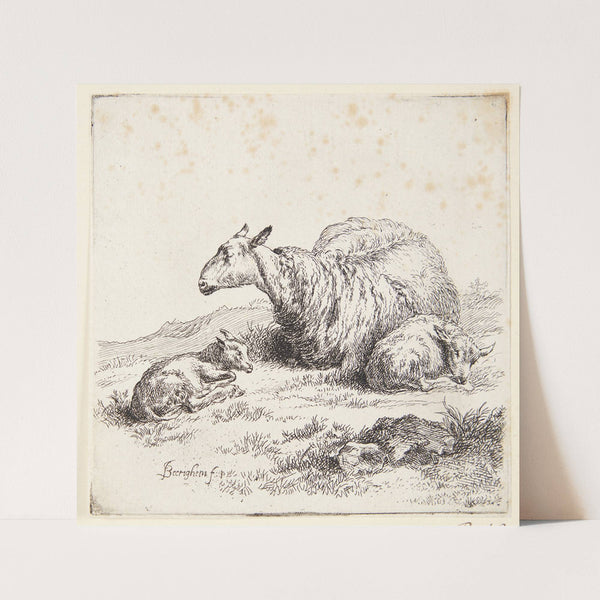 Liggende får med to lam by Nicolaes Pietersz. Berchem