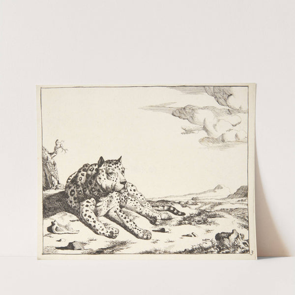 Liggende leopard, set forfra by Marcus de Bye