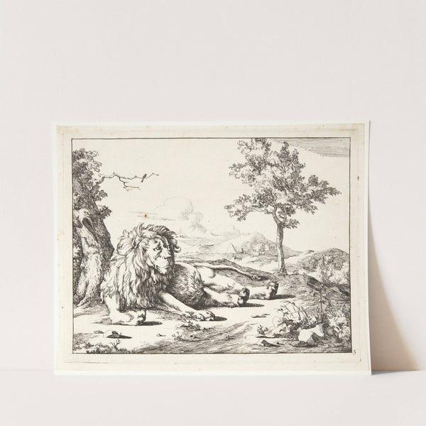 Liggende løve, set forfra by Marcus de Bye