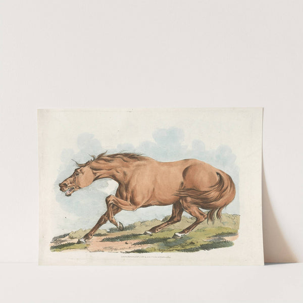 Light-brown horse (1817-1818) by Henry Thomas Alken