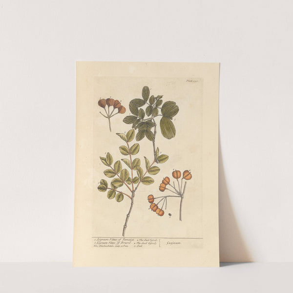 Lignum vitae of Jamaica; lignum vitae of Brasil by Elizabeth Blackwell