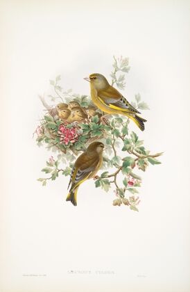 Ligurinus chloris. Greenfinch. (1862-1873)