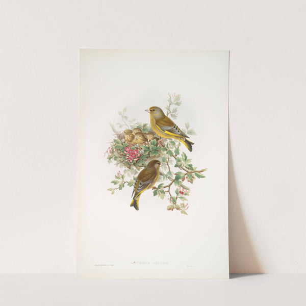 Ligurinus chloris. Greenfinch. (1862-1873) by John Gould
