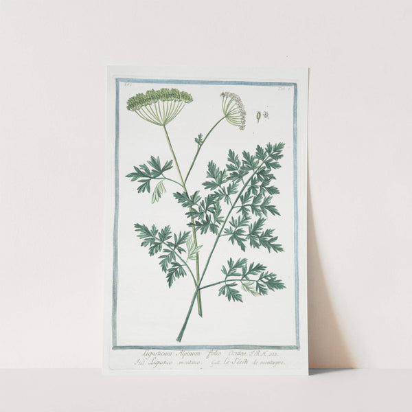 Ligusticum Alpinum folio acutae - Ligustico montano - Lle Séséli de montagne. (Mountain lovage) by Giorgio Bonelli