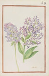 Lilac (1624)