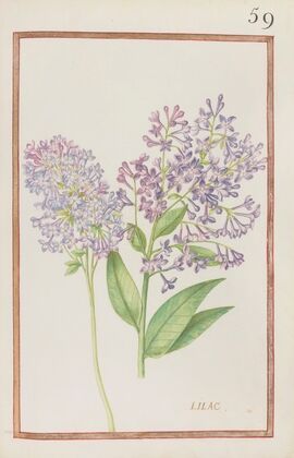 Lilac (1624)