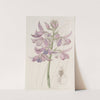 Lilac Calanthe (1815-1819) by Sydenham Edwards