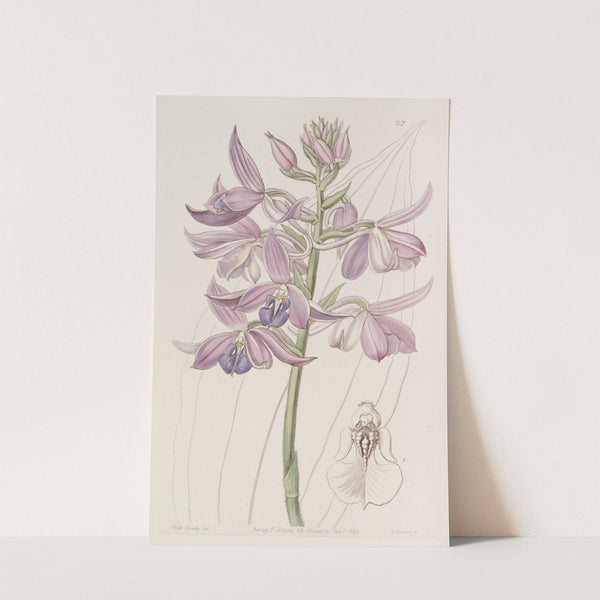 Lilac Calanthe (1815-1819) by Sydenham Edwards