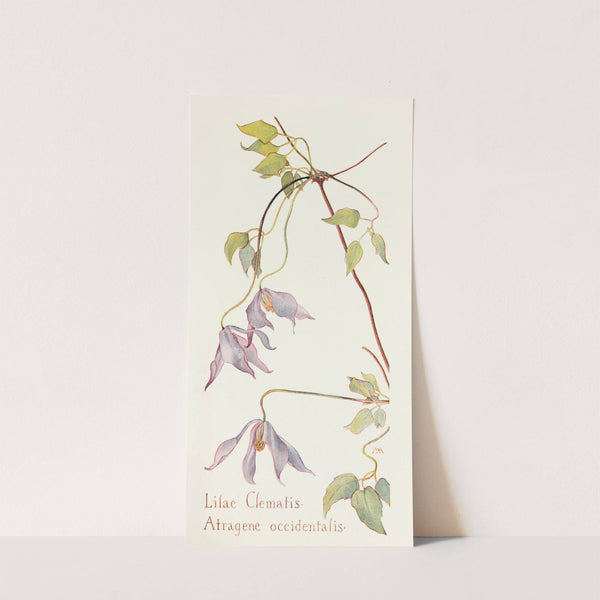 Lilac Clematis by Margaret Armstrong