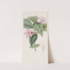 Lilac-flowered Ruellia by Sydenham Edwards