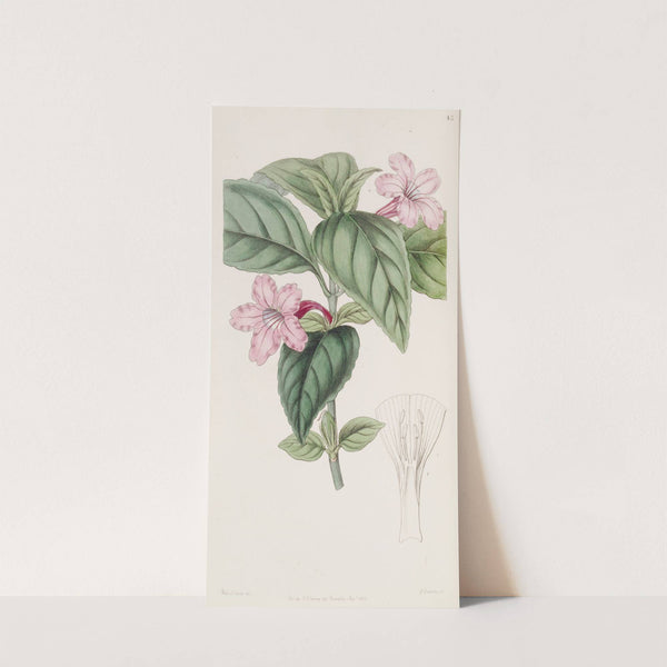Lilac-flowered Ruellia by Sydenham Edwards