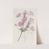 Lilac-flowered Ruellia. (1815-1819) by Sydenham Edwards