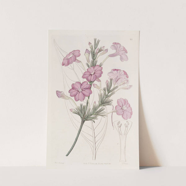 Lilac-flowered Ruellia. (1815-1819) by Sydenham Edwards
