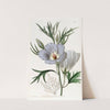 Lilac Hibiscus (1815-1819) by Sydenham Edwards