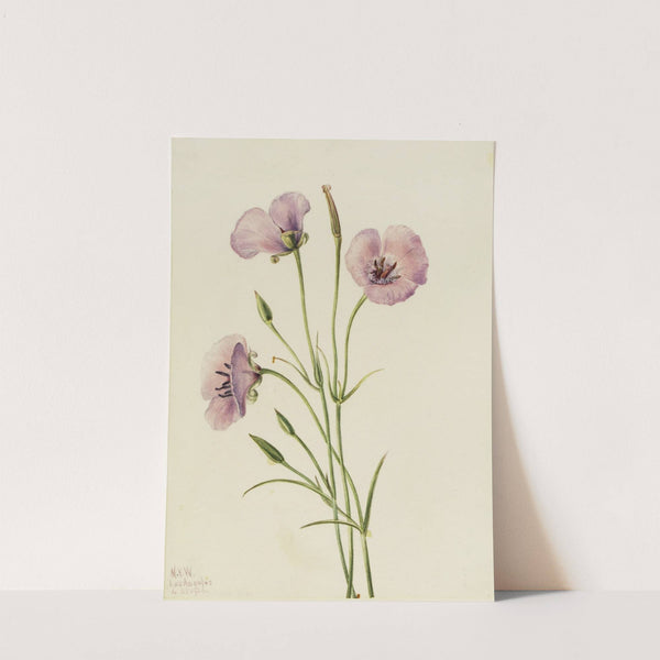Lilac Mariposa (Calochortus splendens) (1926) by Mary Vaux Walcott