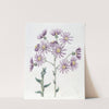 Lilac Senecio (1815-1819) by Sydenham Edwards