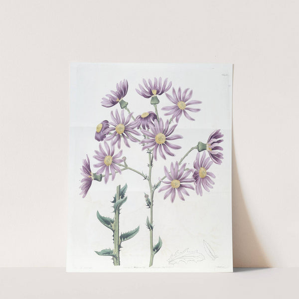 Lilac Senecio (1815-1819) by Sydenham Edwards