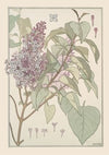 Lilas