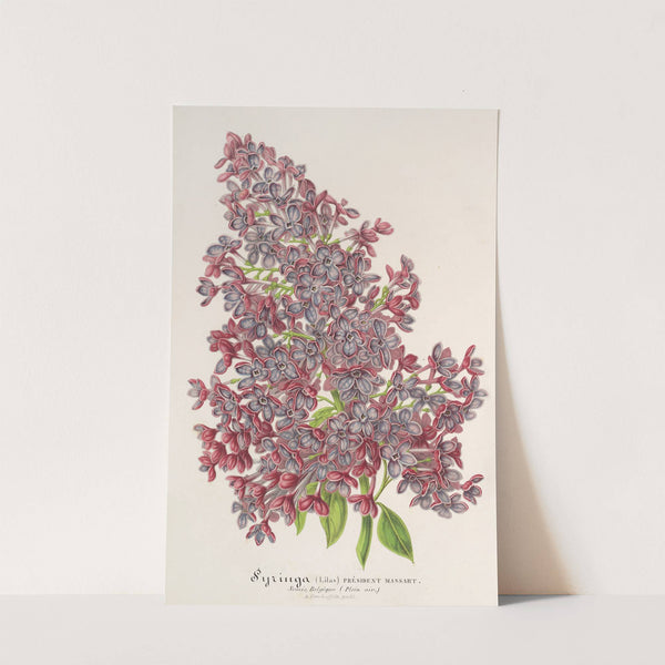 Lilas Président Massart by Charles Antoine Lemaire