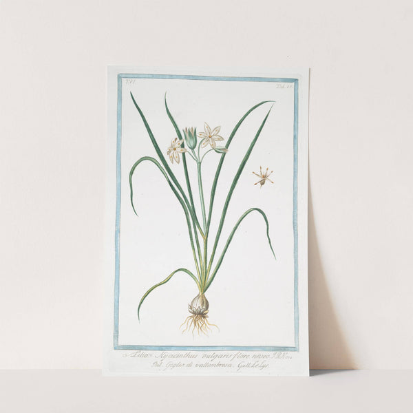 Lilia Hyacinthus vulgaris, flore niveo - Giglio di vallombrosa - Le Lys by Giorgio Bonelli