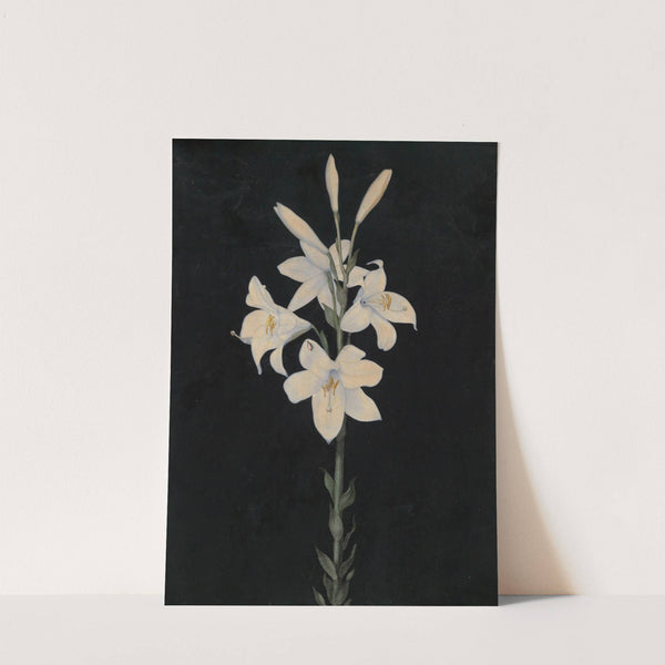 Lilienstengel auf schwarzem Grund by Georg Philipp Schmitt