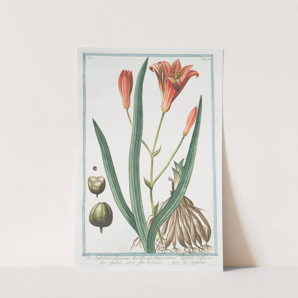 Lilio Asphodelus-pheniceus - Lilium rubrum - Asfodelo con il fior di Giglio - Lys Asphodele. (Day lily) by Giorgio Bonelli