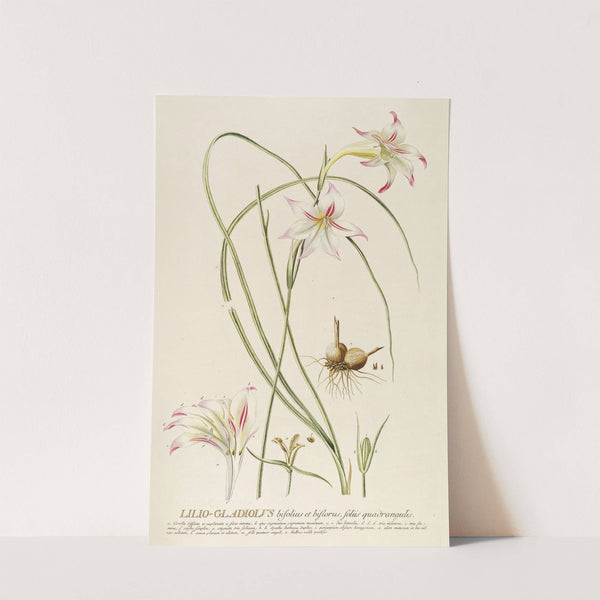 Lilio-Gladiolus by Georg Dionysius Ehret