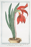Lilio-narcissus, Jacobaeus, flore sangiuneo rutilante – Amarilli formosa – Narcise. (Lily-Daffodil)