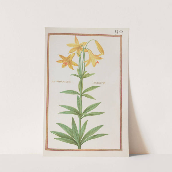 Liliomartagum canadense (1624) by Daniel Rabel