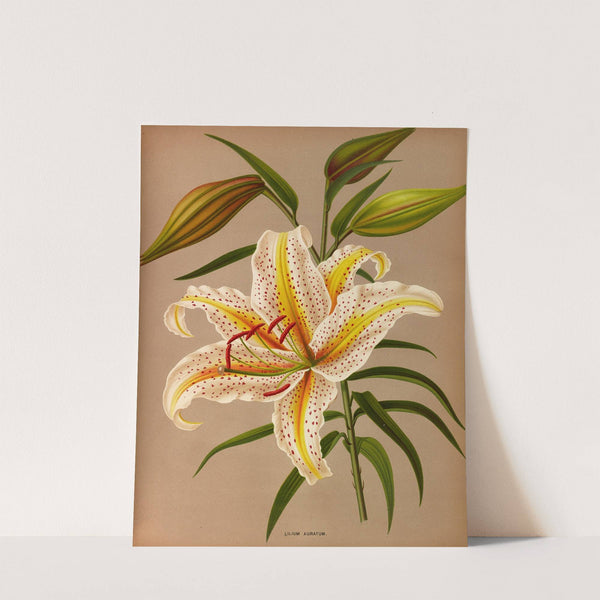 Lilium Auratum (1872-1881) by Arentina Hendrica Arendsen