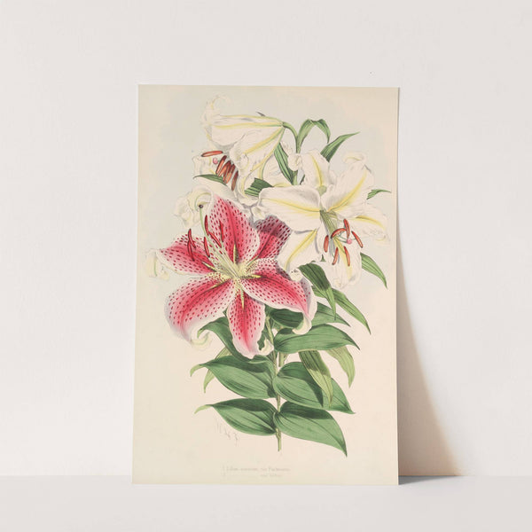Lilium auratum var Parkmanm (1877-1880) by Walter Hood Fitch