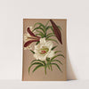 Lilium Brownii (1872-1881) by Arentina Hendrica Arendsen