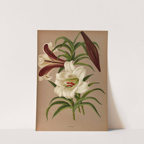 Lilium Brownii (1872-1881) by Arentina Hendrica Arendsen
