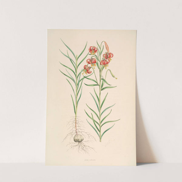 Lilium callosum by Walter Hood Fitch