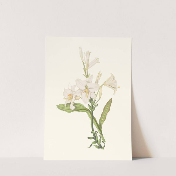 Lilium Candidum (1834) by Priscilla Susan Bury