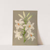 Lilium Candidum (1872-1881) by Arentina Hendrica Arendsen