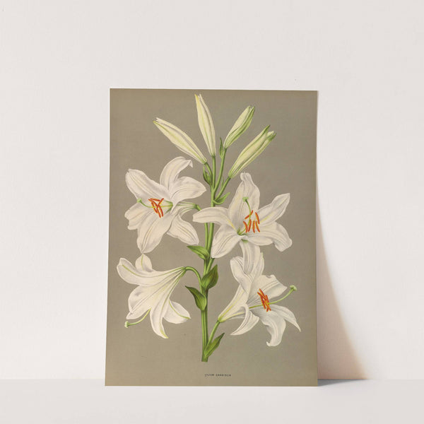 Lilium Candidum (1872-1881) by Arentina Hendrica Arendsen