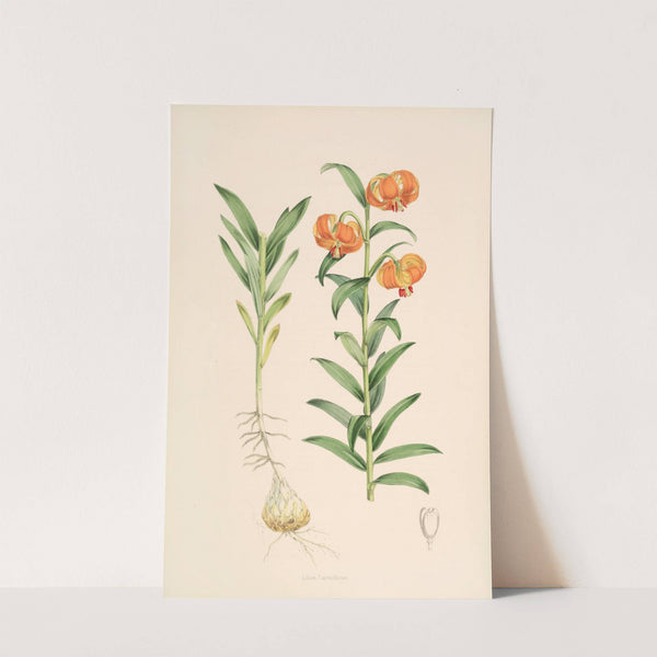 Lilium Carniolicum by Walter Hood Fitch