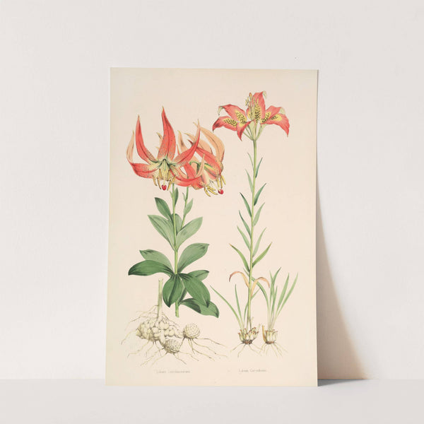 Lilium Carolinianum by Walter Hood Fitch