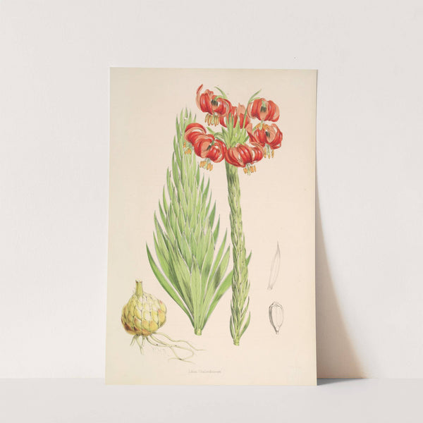 Lilium Chalcedonicum by Walter Hood Fitch