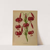Lilium Chalcedonicum (1872-1881) by Arentina Hendrica Arendsen