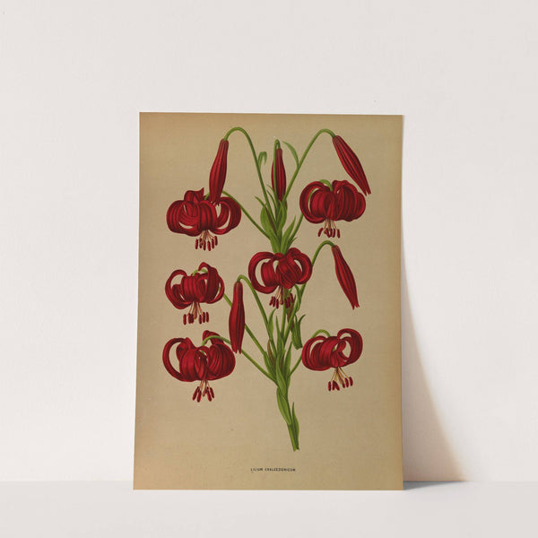 Lilium Chalcedonicum (1872-1881) by Arentina Hendrica Arendsen