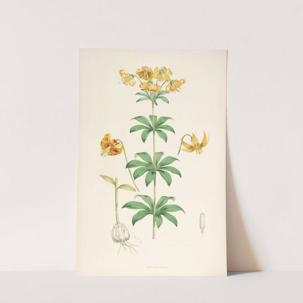 Lilium Columbianum by Walter Hood Fitch