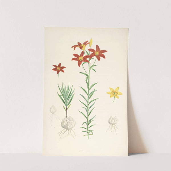 Lilium concolor by Walter Hood Fitch