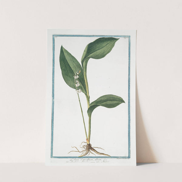 Lilium Convallium, album - Mughetto Floralise - Muguet. (Lily of the Valley) by Giorgio Bonelli