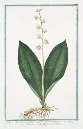 Lilium Convallium latifolium, flore pleno, variegato – Fioraliso, o Mughetto – Muguet