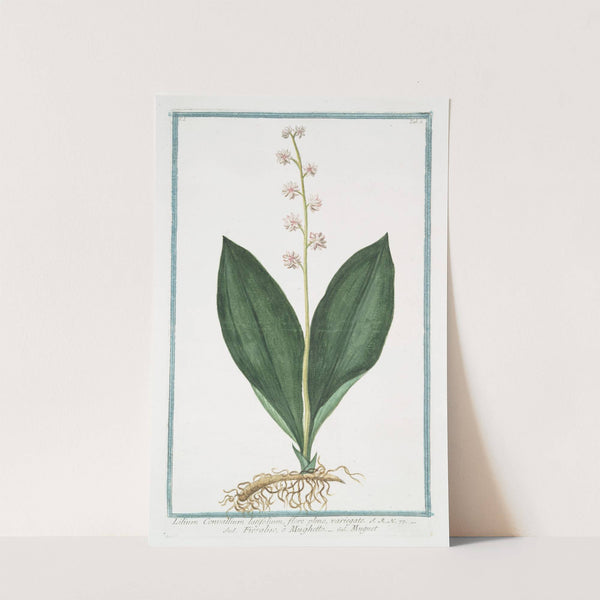 Lilium Convallium latifolium, flore pleno, variegato - Fioraliso, o Mughetto - Muguet by Giorgio Bonelli