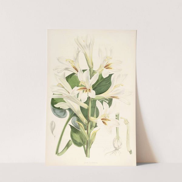 Lilium Cordifolium by Walter Hood Fitch