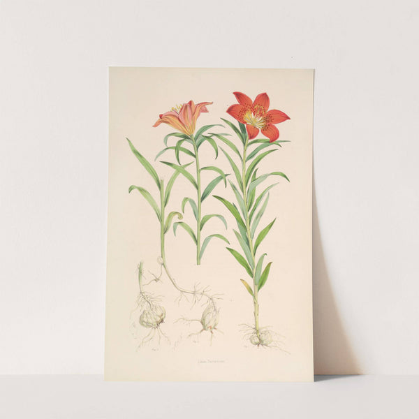 Lilium Davuricum by Walter Hood Fitch