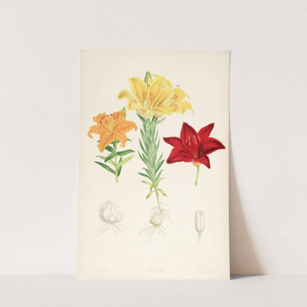 Lilium elegans var alutaceum by Walter Hood Fitch